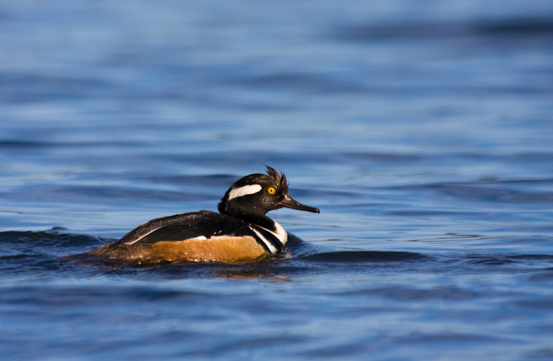 Hooded Merganser